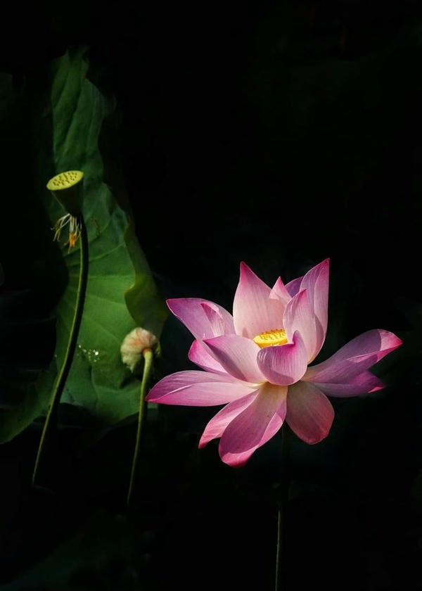 ảnh hoa sen nền đen 25