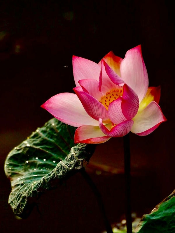 ảnh hoa sen nền đen 26