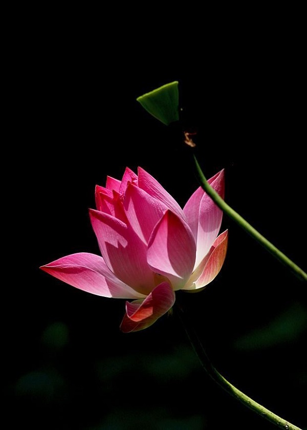 ảnh hoa sen nền đen 27