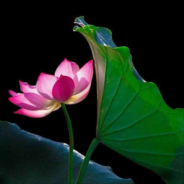 ảnh hoa sen nền đen 28