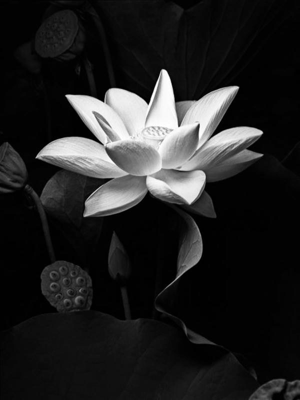 ảnh hoa sen nền đen 29