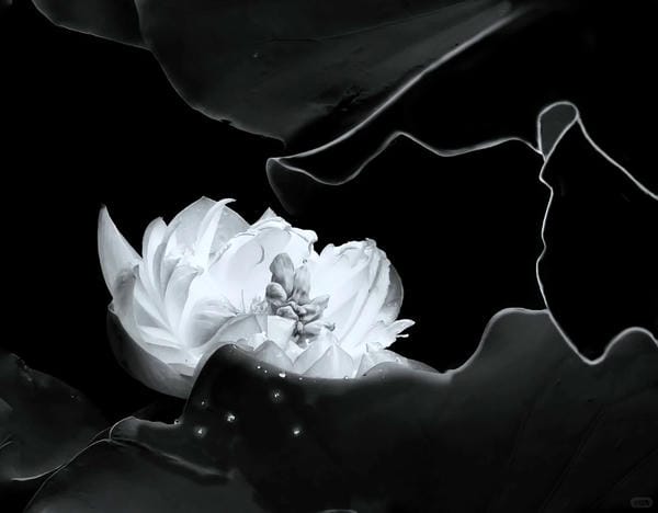 ảnh hoa sen nền đen 3