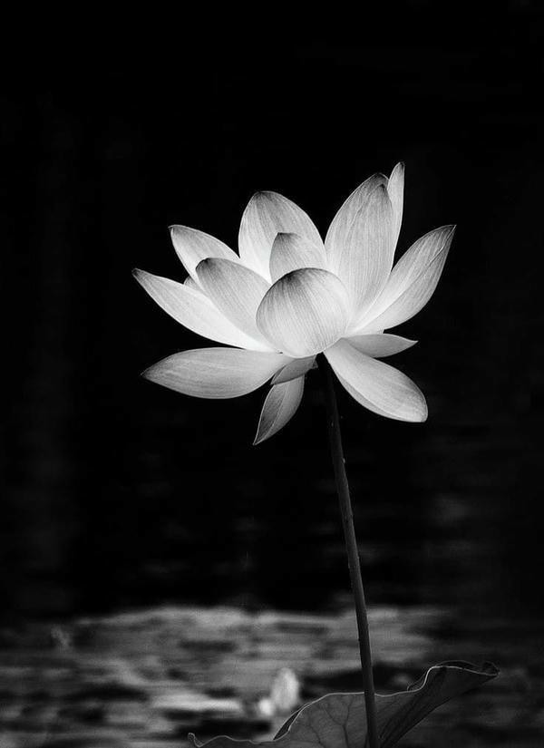 ảnh hoa sen nền đen 3