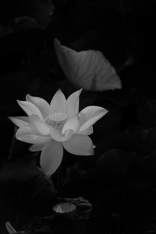 ảnh hoa sen nền đen 30