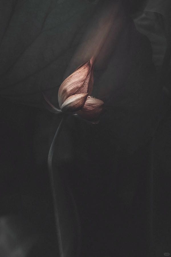 ảnh hoa sen nền đen 37