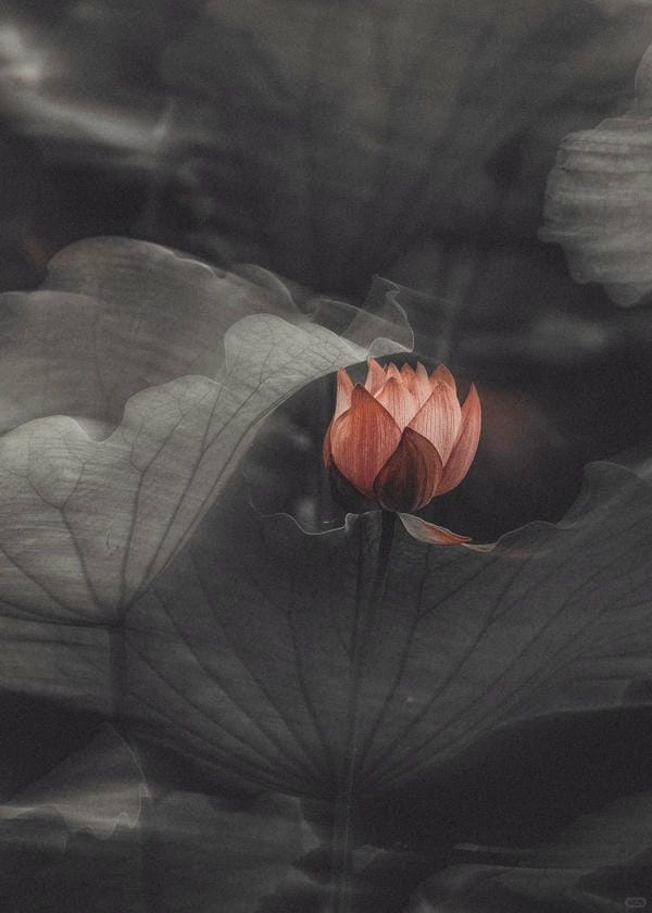 ảnh hoa sen nền đen 38