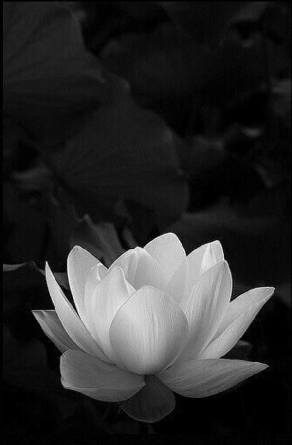 ảnh hoa sen nền đen 4