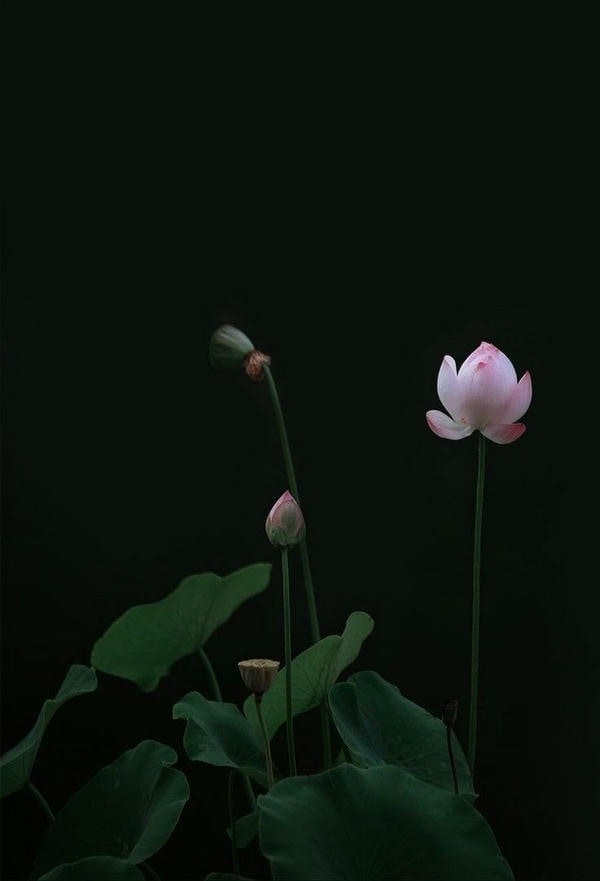 ảnh hoa sen nền đen 7