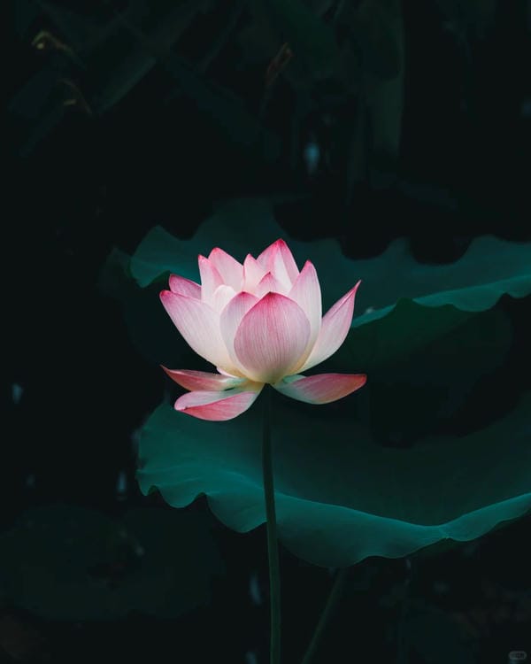 ảnh hoa sen nền đen 8