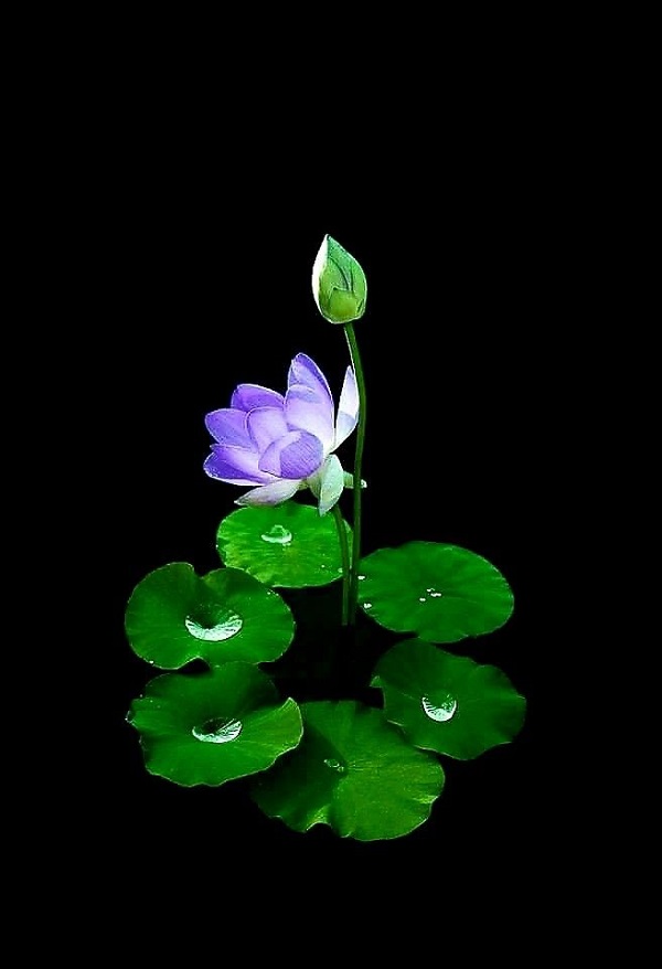 ảnh hoa sen nền đen 9