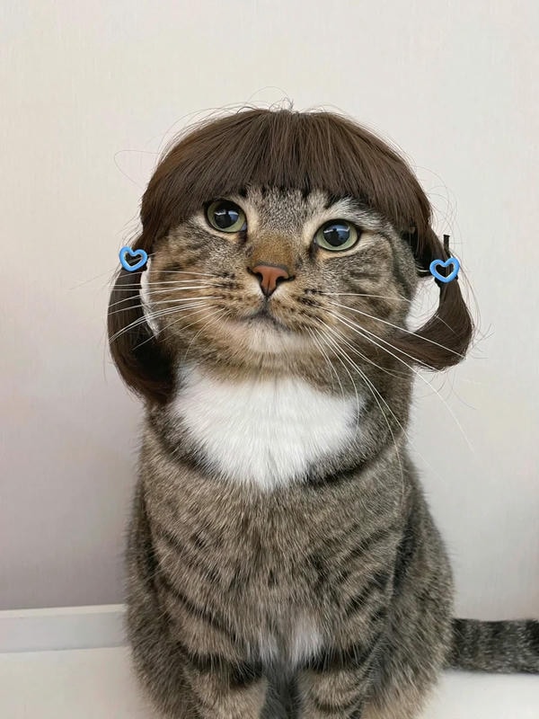 ảnh mèo bựa cute 1​