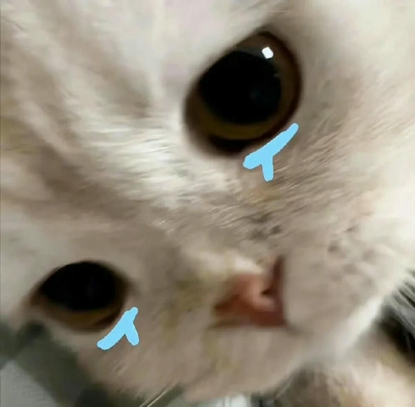 ảnh mèo buồn cute 1