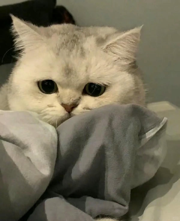 ảnh mèo buồn cute 10