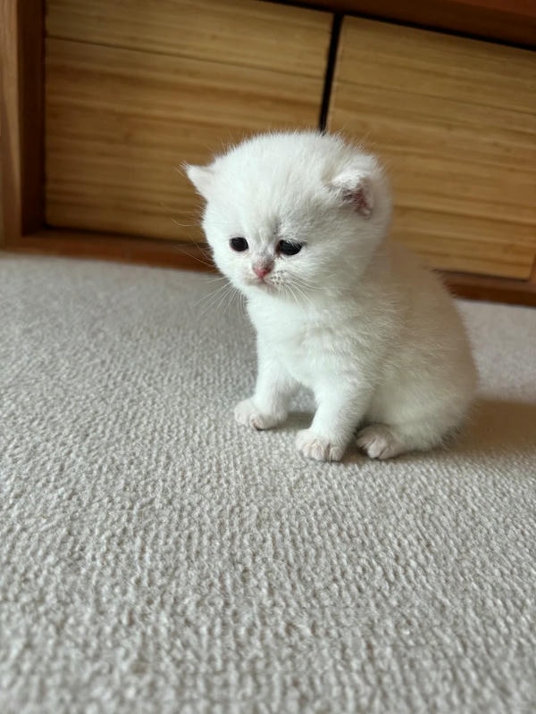 ảnh mèo buồn cute 11