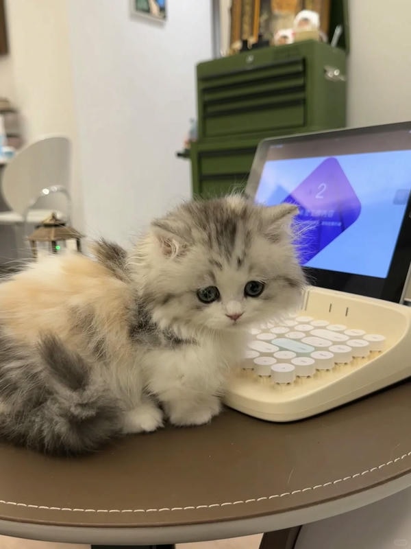 ảnh mèo buồn cute 12