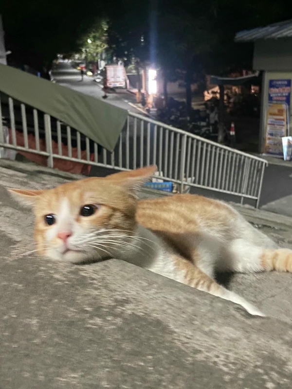 ảnh mèo buồn cute 13