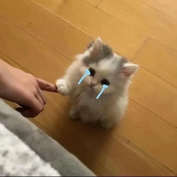 ảnh mèo buồn cute 14