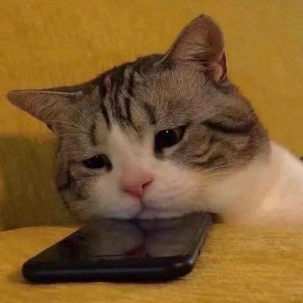 ảnh mèo buồn cute 19