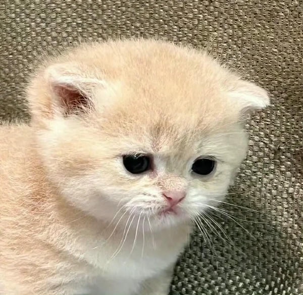 ảnh mèo buồn cute 21