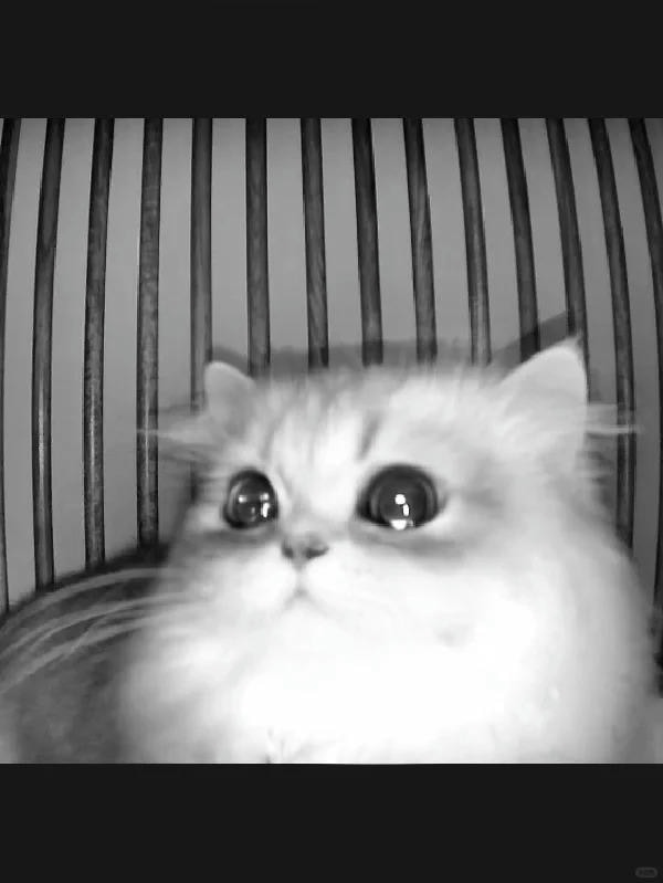 ảnh mèo buồn cute 22