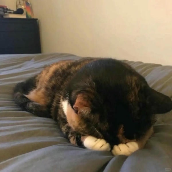 ảnh mèo buồn cute 26