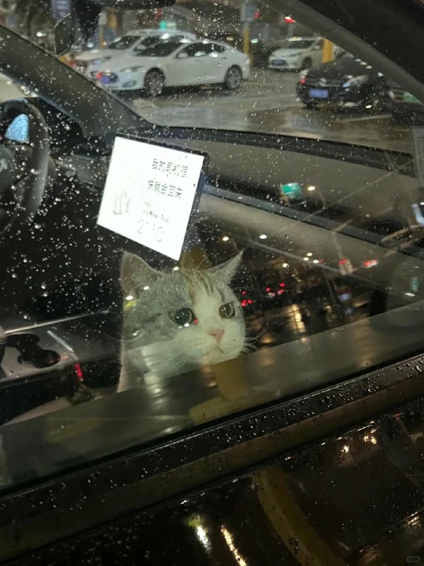 ảnh mèo buồn cute 27