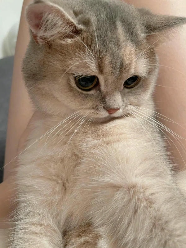 ảnh mèo buồn cute 28