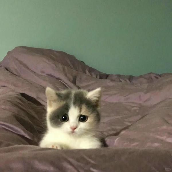 ảnh mèo buồn cute 29