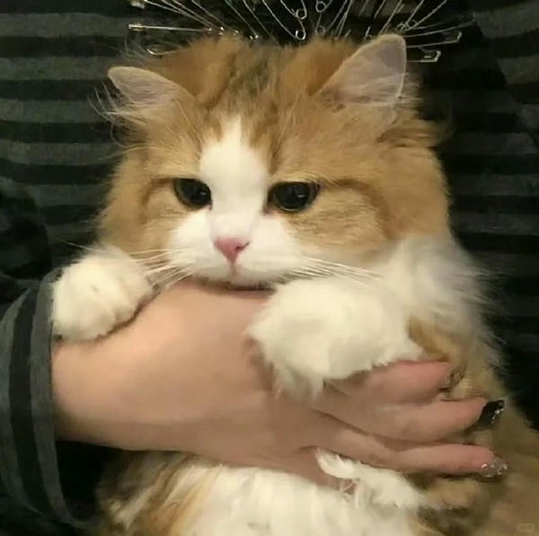 ảnh mèo buồn cute 3