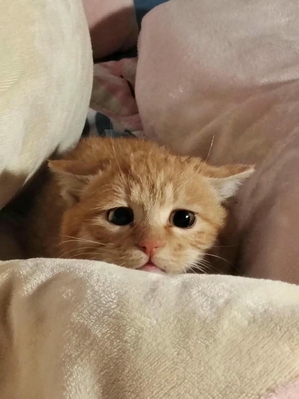 ảnh mèo buồn cute 30