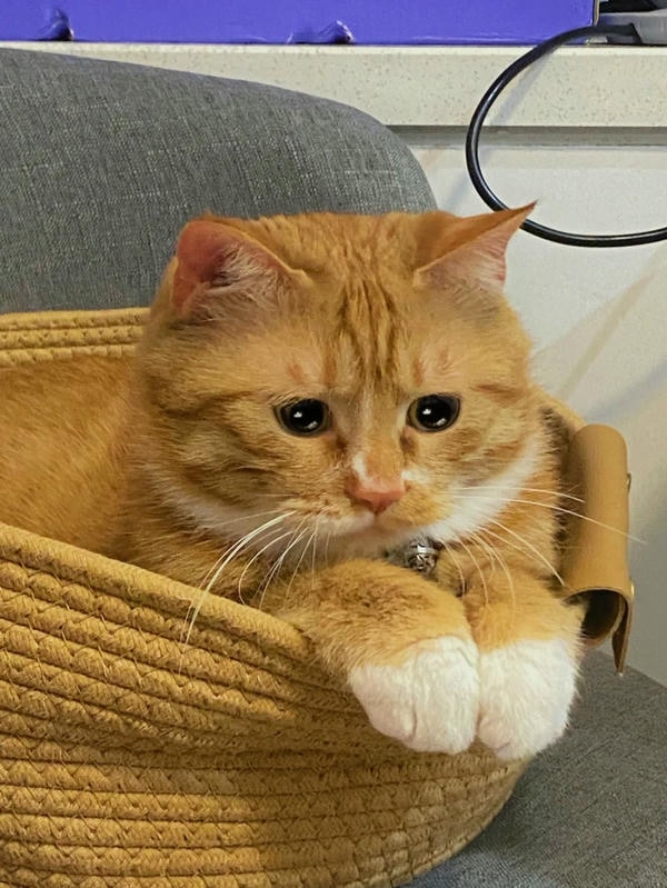 ảnh mèo buồn cute 31