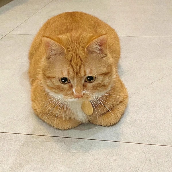 ảnh mèo buồn cute 32