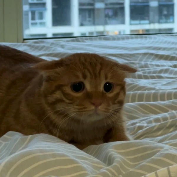 ảnh mèo buồn cute 33