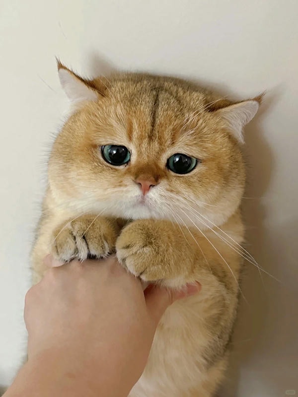 ảnh mèo buồn cute 34