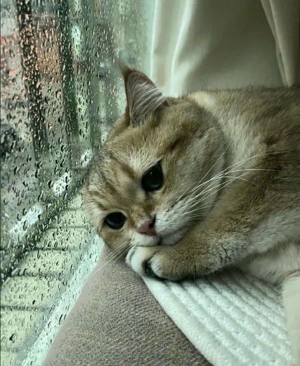 ảnh mèo buồn cute 35