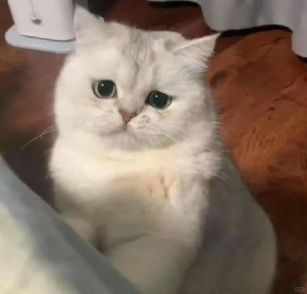 ảnh mèo buồn cute 4