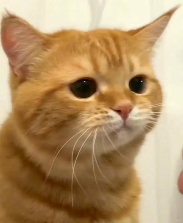 ảnh mèo buồn cute 5