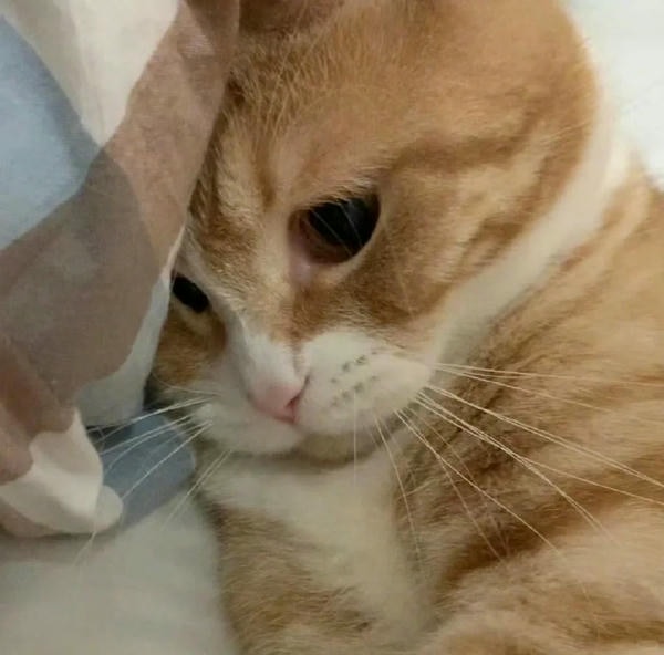 ảnh mèo buồn cute 6