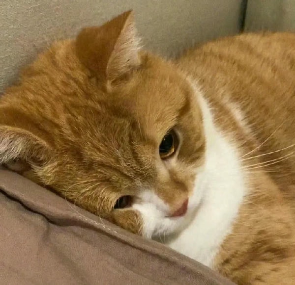 ảnh mèo buồn cute 7