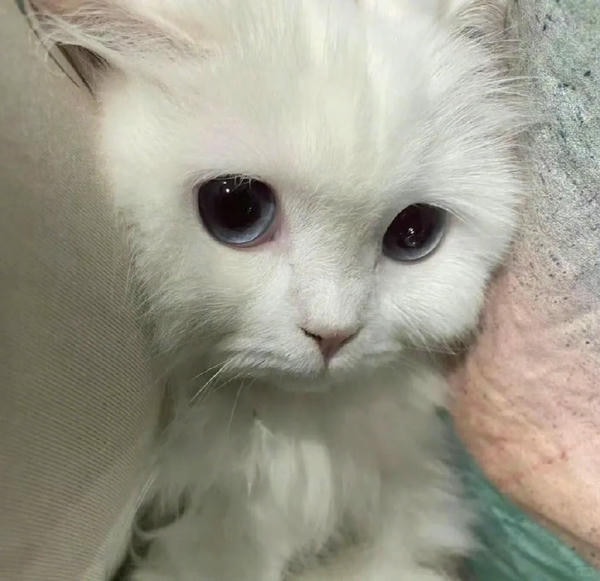 ảnh mèo buồn cute 8