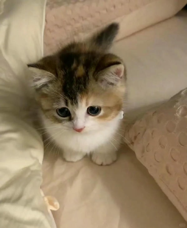 ảnh mèo buồn cute 9