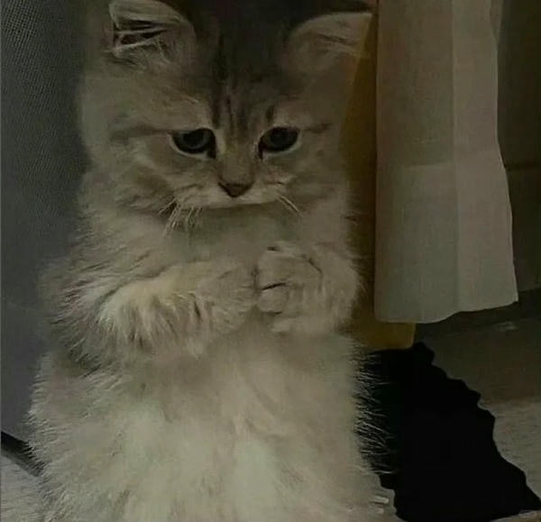 ảnh mèo cute buồn