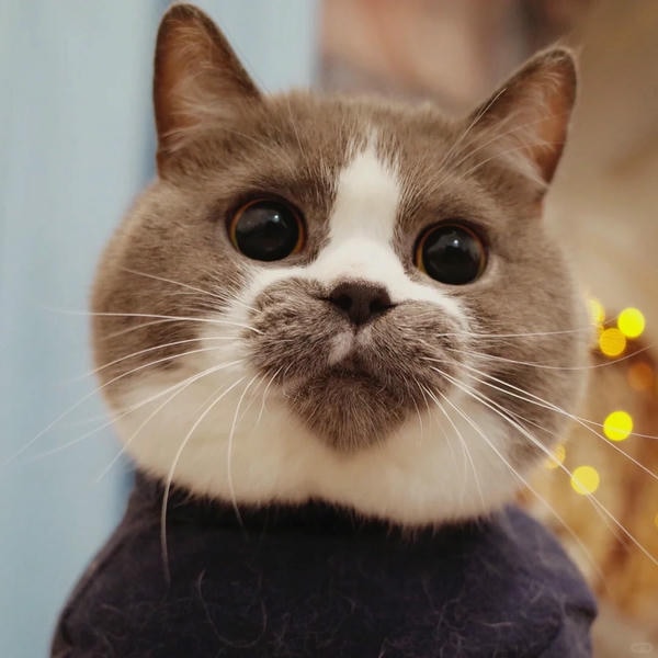 ảnh mèo cute có trái tim