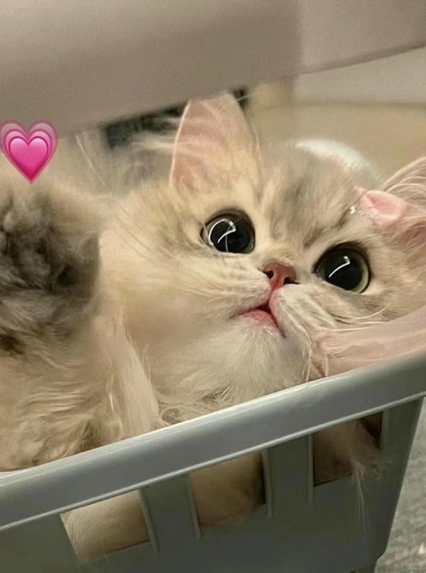 ảnh mèo cute trái tim 1