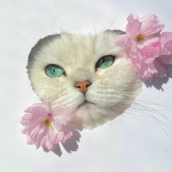 ảnh mèo cute trái tim 10