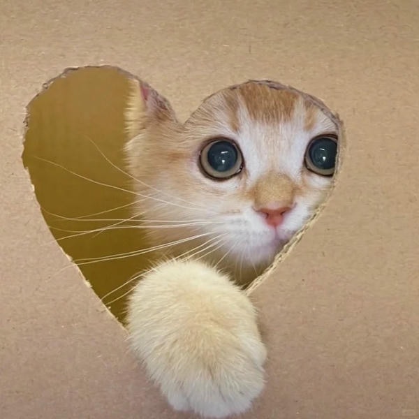 ảnh mèo cute trái tim 11