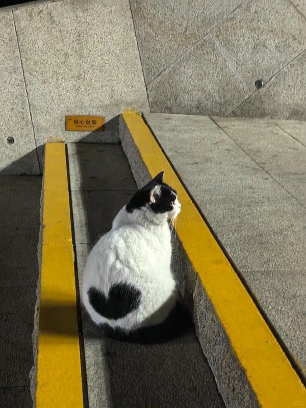 ảnh mèo cute trái tim 12