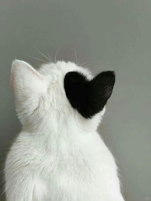 ảnh mèo cute trái tim 13