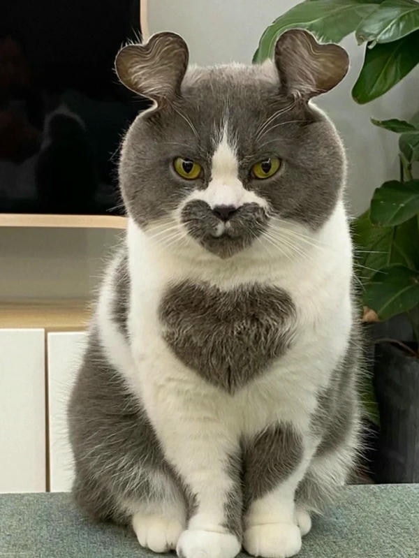 ảnh mèo cute trái tim 14