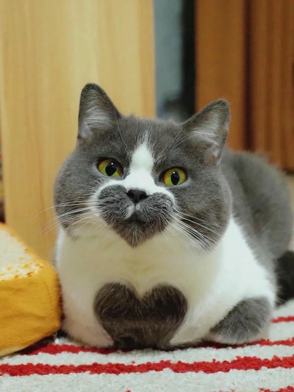 ảnh mèo cute trái tim 15